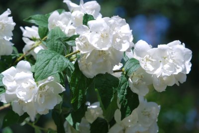 Philadelphus coronarius -pustoryl věncový
